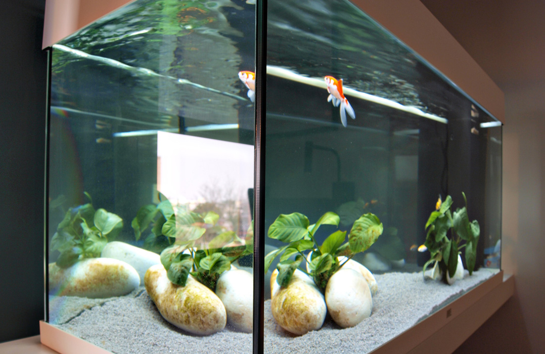 Beautiful aquarium-interior design.